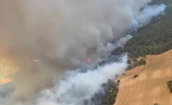 Çanakkale Eceabat'ta orman yangını!