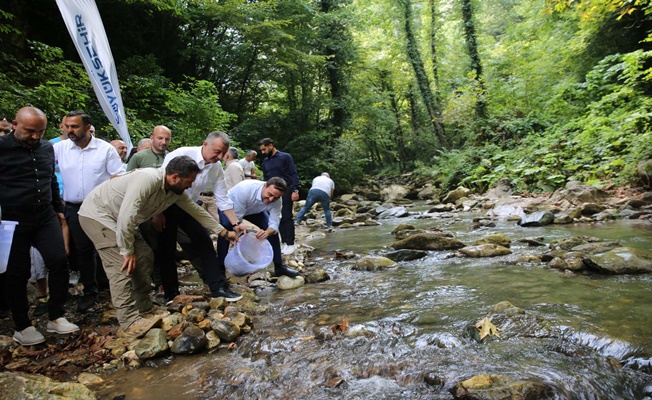 Kirazdere’ye 8 bin adet kırmızı benekli alabalık salındı