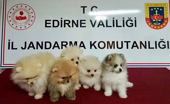 Edirne'de hayvan kaçakçılığı operasyonu