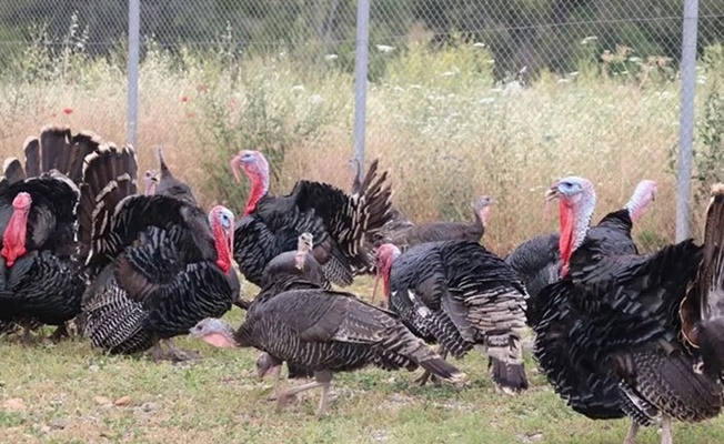 Hindi eti üretimi 8 ayda yüzde 17,1 arttı