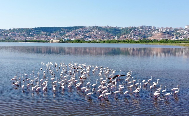 İzmit Körfezi’nin pembe süsleri geldi