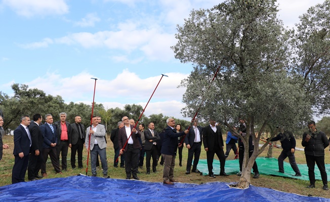 GTÜ’de 4. Geleneksel Zeytin Hasadı Şenliği Gerçekleştirildi