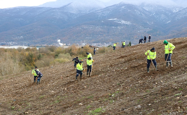 Kocaeli’de 4 bin ağaç toprakla buluşturuluyor